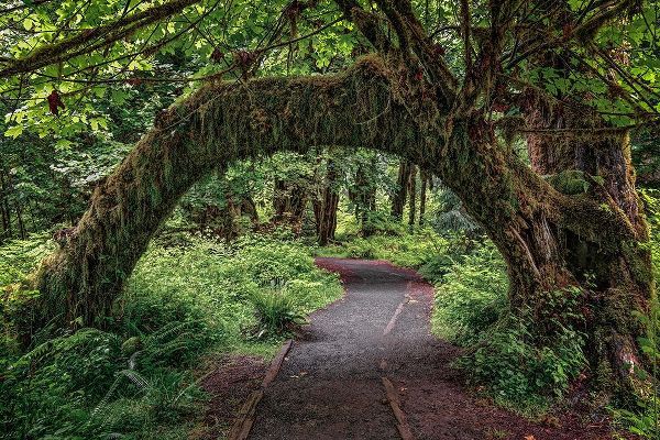 Jones, Adam 아티스트의 Footpath through forest draped with Club Moss-Hoh Rainforest-Olympic National Park-Washington State작품입니다.